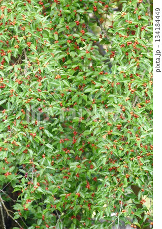 Green tree in the garden with red berries and green leaves growing in the garden 134184449