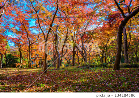 紅葉(北の丸公園) 紅葉(北の丸公園) 134184590