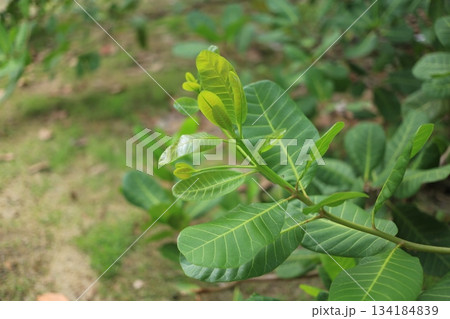 Closeup of green leafs growing on cashew tree in nature garden 134184839