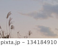 すすき　夕景 134184910