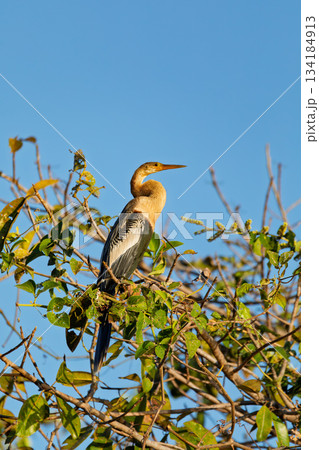 Snakebird, darter, American darter, or water turkey, Anhinga anhinga, North Pantanal Brazil. Brazilian wildlife and birdwatching. 134184913