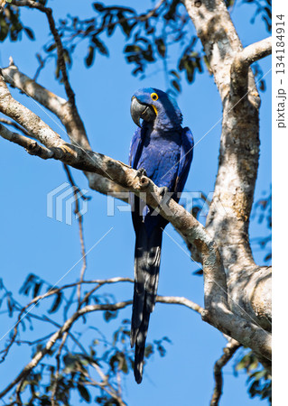Magnificent bird hyacinth macaw. Pocone, North Pantanal Mato Grosso, Brazil. Brazilian wildlife and birdwatching. Magnificent bird hyacinth macaw. Pocone, North Pantanal Mato Grosso, Brazil. Brazilian wildlife and birdwatching. 134184914