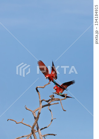 Red-and-green macaw (Ara chloropterus) in flight. Buraco das Araras, Mato Grosso do Sul. Brazil. Brazilian wildlife birdwatching. 134184915