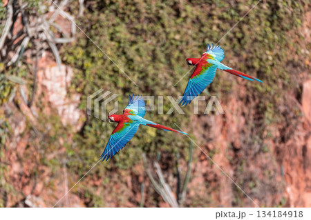 Red-and-green macaw (Ara chloropterus) in flight. Buraco das Araras, Mato Grosso do Sul. Brazil. Brazilian wildlife birdwatching. Red-and-green macaw (Ara chloropterus) in flight. Buraco das Araras, Mato Grosso do Sul. Brazil. Brazilian wildlife birdwatching. 134184918