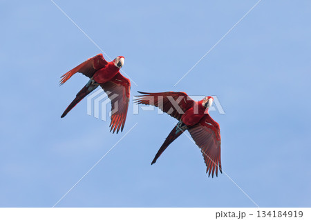 Red-and-green macaw (Ara chloropterus) in flight. Buraco das Araras, Mato Grosso do Sul. Brazil. Brazilian wildlife birdwatching. 134184919