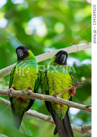 Nanday parakeet (Aratinga nenday), Pocone, North Pantanal, Mato Grosso. Brazilian wildlife and birdwatching. 134184920