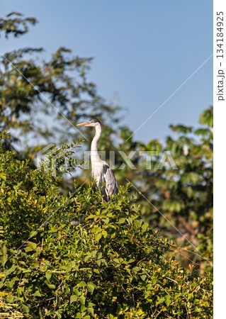 Cocoi heron (Ardea cocoi), Pocone, North Pantanal Mato Grosso do Sul, Brazil. Brazilian wildlife and birdwatching. 134184925