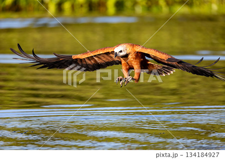 Black-collared hawk (Busarellus nigricollis). Pocone, North Pantanal Mato Grosso, Brazil. Brazilian wildlife and birdwatching. Black-collared hawk (Busarellus nigricollis). Pocone, North Pantanal Mato Grosso, Brazil. Brazilian wildlife and birdwatching. 134184927