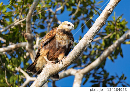 Black-collared hawk (Busarellus nigricollis). Pocone, North Pantanal Mato Grosso, Brazil. Brazilian wildlife and birdwatching. Black-collared hawk (Busarellus nigricollis). Pocone, North Pantanal Mato Grosso, Brazil. Brazilian wildlife and birdwatching. 134184928