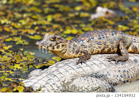 Yacare caiman (Caiman yacare) floats in the water. Pocone, North Pantanal, Mato Grosso, Brazil. Brazilian wildlife. Yacare caiman (Caiman yacare) floats in the water. Pocone, North Pantanal, Mato Grosso, Brazil. Brazilian wildlife. 134184932