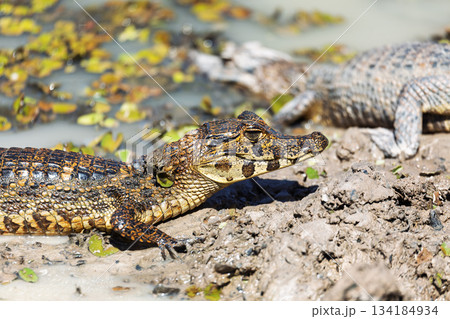 Yacare caiman (Caiman yacare) floats in the water. Pocone, North Pantanal, Mato Grosso, Brazil. Brazilian wildlife. Yacare caiman (Caiman yacare) floats in the water. Pocone, North Pantanal, Mato Grosso, Brazil. Brazilian wildlife. 134184934