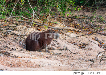 Capybara or greater capybara (Hydrochoerus hydrochaeris), North Pantanal Mato Grosso, Brazil. Brazilian wildlife and birdwatching. Capybara or greater capybara (Hydrochoerus hydrochaeris), North Pantanal Mato Grosso, Brazil. Brazilian wildlife and birdwatching. 134184935