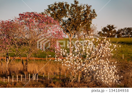 White herons contrasting with pink blossoms of a tree. Bonito, Mato Grosso do Sul, Brazil. Brazilian wildlife and birdwatching. 134184938