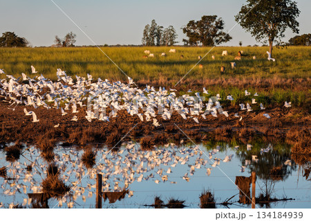 Massive flock of Cattle Egrets, Bonito, Mato Grosso do Sul 134184939