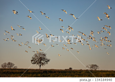 Massive flock of Cattle Egrets, Bonito, Mato Grosso do Sul Massive flock of Cattle Egrets, Bonito, Mato Grosso do Sul 134184940