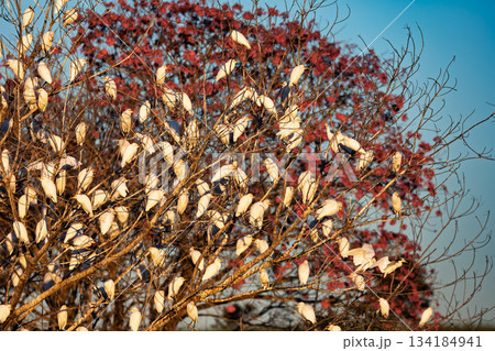 White herons contrasting with pink blossoms of a tree. Bonito, Mato Grosso do Sul, Brazil. Brazilian wildlife and birdwatching. 134184941