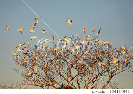 Massive flock of Cattle Egrets, Bonito, Mato Grosso do Sul 134184942