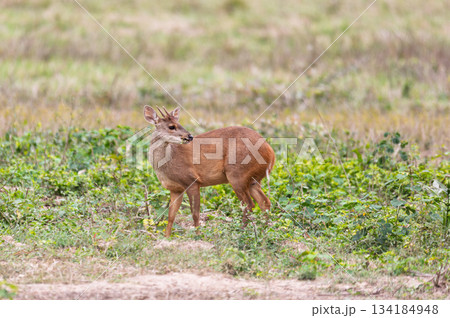 Marsh deer (Blastocerus dichotomus), North Pantanal Mato Grosso, Brazil. Brazilian wildlife and wilderness. 134184948