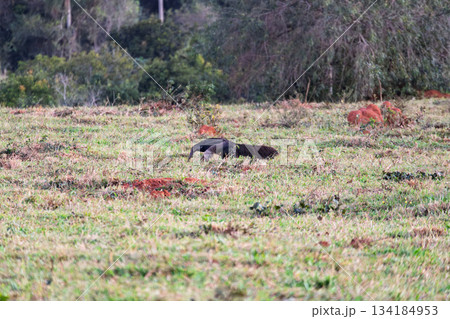 Giant anteater (Myrmecophaga tridactyla), Bonito, Mato Grosso do Sul, Brazil. Brazilian wildlife. 134184953