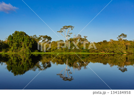 Lush green scenery of the North Pantanal wetlands 134184958