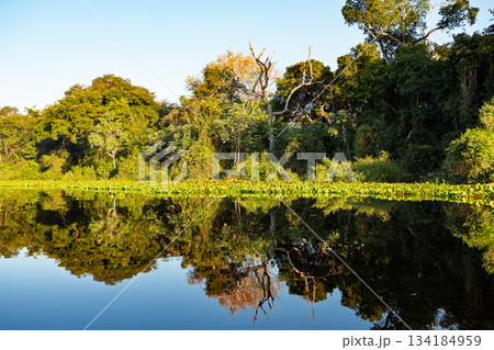 Lush green scenery of the North Pantanal wetlands 134184959