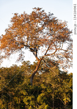 Lush green scenery of the North Pantanal wetlands Lush green scenery of the North Pantanal wetlands 134184961