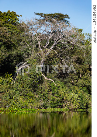 Lush green scenery of the North Pantanal wetlands 134184962