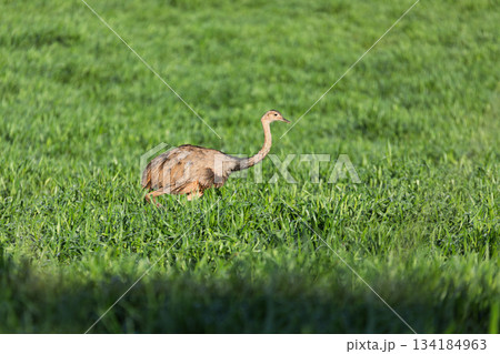 Greater rhea (Rhea americana), Bonito, South Pantanal Mato Grosso do Sul. Brazil. Brazilian wildlife and birdwatching. 134184963