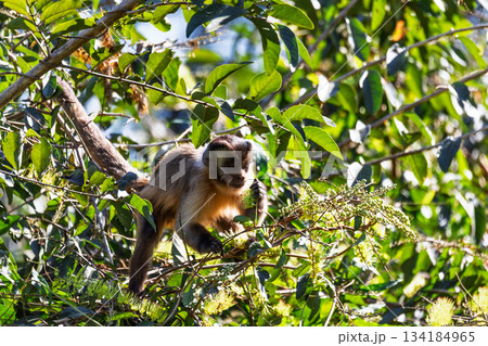 Black-striped capuchin (Sapajus libidinosus), Pocone, North Pantanal Mato Grosso, Brazil. Brazilian wildlife and wilderness. 134184965