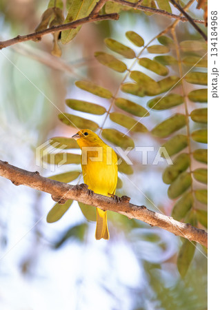Saffron finch (Sicalis flaveola), Pocone, South Pantanal Mato Grosso, Brazil. Brazilian wildlife and birdwatching. 134184968