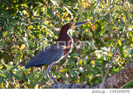 Rufescent tiger heron (Tigrisoma lineatum), Pocone, North Pantanal Mato Grosso, Brazil. Brazilian wildlife and birdwatching. Rufescent tiger heron (Tigrisoma lineatum), Pocone, North Pantanal Mato Grosso, Brazil. Brazilian wildlife and birdwatching. 134184970