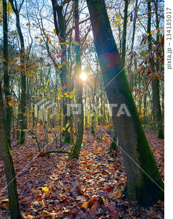 Autumn Forest Serenity, Closeup Of Mossy Tree Trunks And Glowing Foliage Creating Peaceful Autumn Forest Serenity, Closeup Of Mossy Tree Trunks And Glowing Foliage Creating Peaceful 134185017