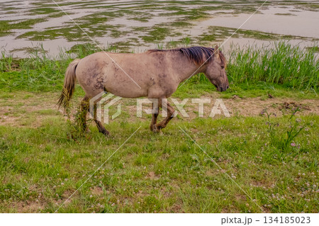 Rustic scene of horse trekking muddy river incline at dusk Rustic scene of horse trekking muddy river incline at dusk 134185023