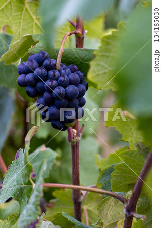 Epernay, Marne, Grand-Est, France, August, 28th, 2025, Champagne Area, Vivid grape depiction, Lush Epernay, Marne, Grand-Est, France, August, 28th, 2025, Champagne Area, Vivid grape depiction, Lush 134185030