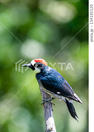 Acorn woodpecker (Melanerpes formicivorus), San Gerardo de Dota, Wildlife and birdwatching in Costa Rica. Acorn woodpecker (Melanerpes formicivorus), San Gerardo de Dota, Wildlife and birdwatching in Costa Rica. 134185120