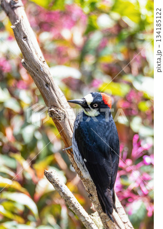 Acorn woodpecker (Melanerpes formicivorus), San Gerardo de Dota, Wildlife and birdwatching in Costa Rica. Acorn woodpecker (Melanerpes formicivorus), San Gerardo de Dota, Wildlife and birdwatching in Costa Rica. 134185122