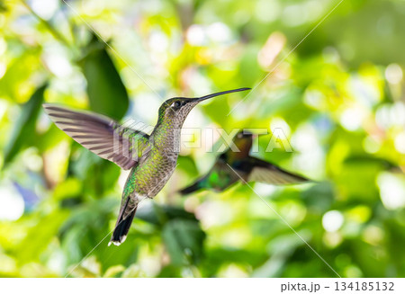 Talamanca hummingbird (Eugenes spectabilis). San Gerardo de Dota, Wildlife and birdwatching in Costa Rica. 134185132