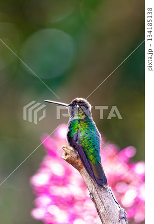 Talamanca hummingbird (Eugenes spectabilis). San Gerardo de Dota, Wildlife and birdwatching in Costa Rica. Talamanca hummingbird (Eugenes spectabilis). San Gerardo de Dota, Wildlife and birdwatching in Costa Rica. 134185138