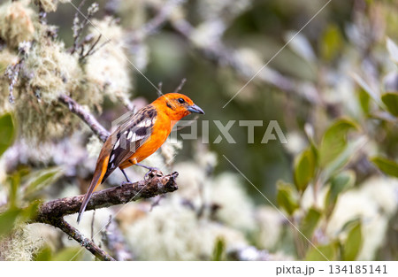 Flame-colored tanager male, Piranga bidentata, San Gerardo de Dota, Costa Rica 134185141