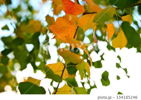ナンキンハゼの葉っぱ 134185246