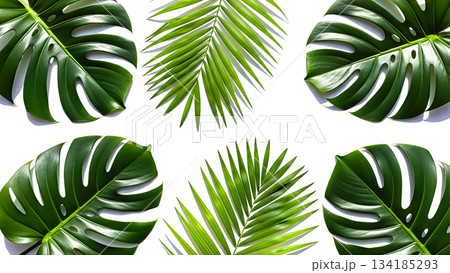 Creative flat lay layout made of green tropical monstera and palm leaves isolated on white background for summer design Creative flat lay layout made of green tropical monstera and palm leaves isolated on white background for summer design 134185293