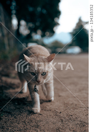 散歩する猫 134185352