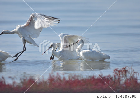 シチメンソウとクロツラヘラサギ 134185399