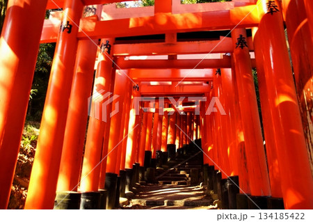 京都府　伏見稲荷大社　千本鳥居（三ツ辻付近） 京都市伏見区深草藪之内町　2022 年 2月 134185422