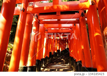 京都府　伏見稲荷大社　千本鳥居（三ツ辻付近） 京都市伏見区深草藪之内町　2022 年 2月 134185423