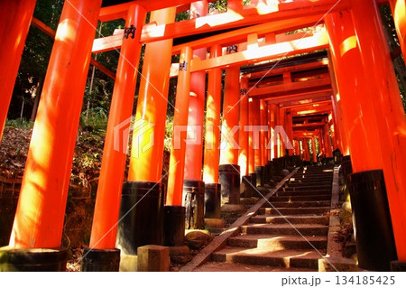 京都府 伏見稲荷大社 千本鳥居(三ツ辻付近) 京都市伏見区深草藪之内町 2022 年 2月 京都府 伏見稲荷大社 千本鳥居(三ツ辻付近) 京都市伏見区深草藪之内町 2022 年 2月 134185425