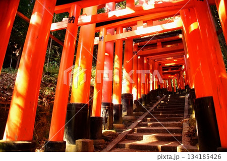 京都府　伏見稲荷大社　千本鳥居（三ツ辻付近） 京都市伏見区深草藪之内町　2022 年 2月 134185426