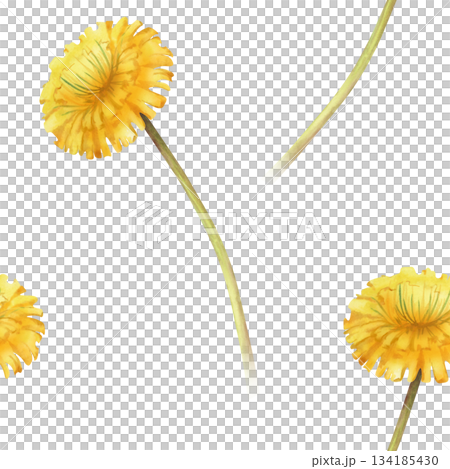 Watercolor seamless pattern with yellow dandelion flowers on a long stem on an isolated background. A botanical template for wallpaper, packaging, textiles, and summer themes. 134185430