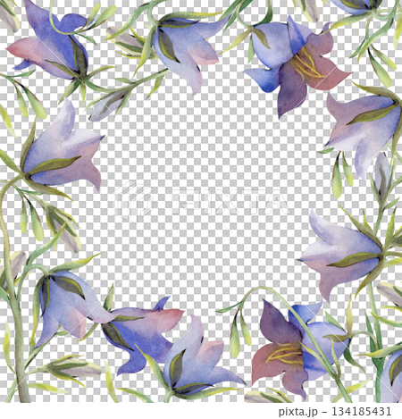A square frame with bluebell flowers, buds and green leaves. Watercolor illustration in natural colors. A botanical template with wildflowers and an empty place to insert. For business cards A square frame with bluebell flowers, buds and green leaves. Watercolor illustration in natural colors. A botanical template with wildflowers and an empty place to insert. For business cards 134185431
