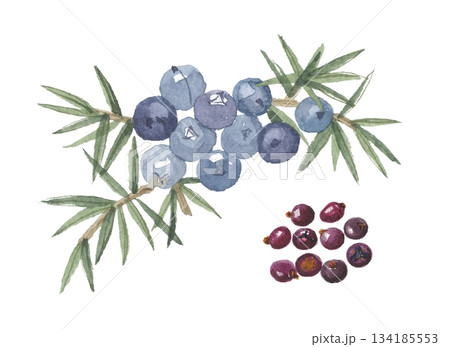 水彩で描いたジュニパーベリー 134185553